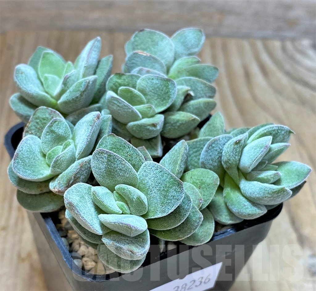 SHPR38236 Crassula ausensis hybrid - Obrázek 2