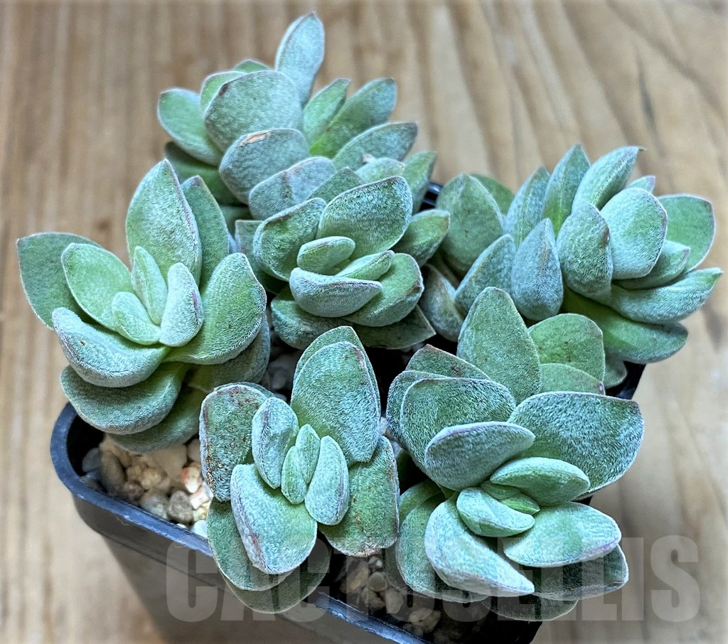 SHPR38236 Crassula ausensis hybrid