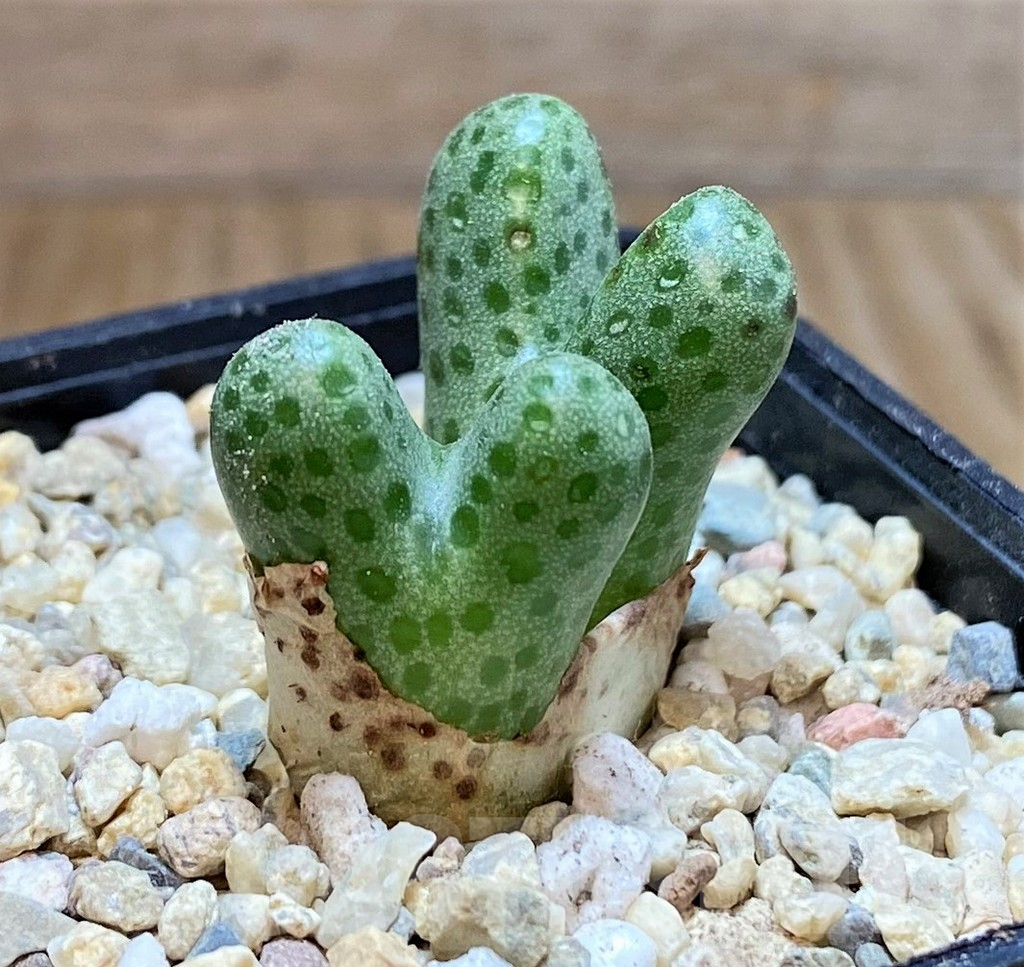 SHPR38237 Conophytum haramoepense ARM9550 - Obrázek 2