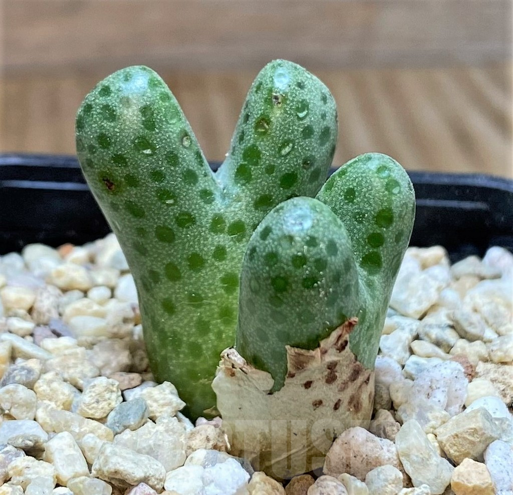 SHPR38237 Conophytum haramoepense ARM9550
