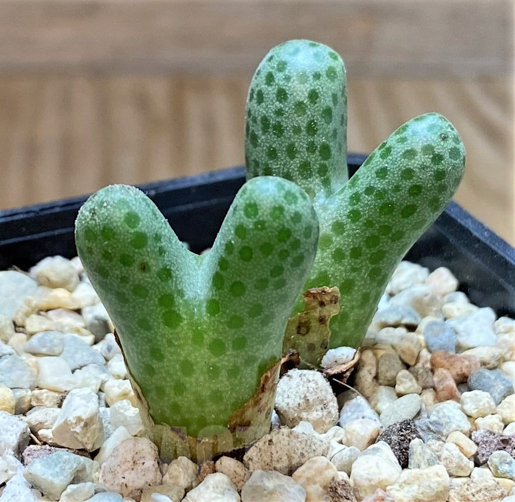 SHPR38238 Conophytum haramoepense ARM9550