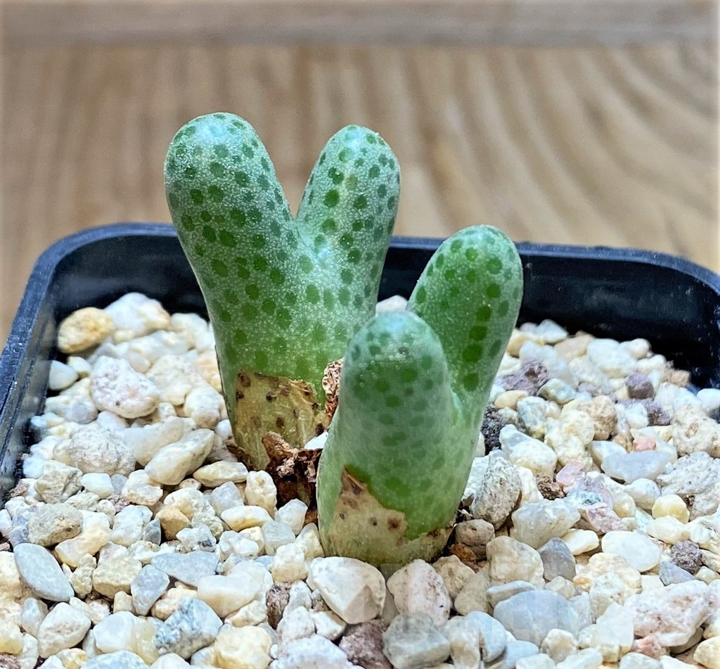 SHPR38238 Conophytum haramoepense ARM9550 - Obrázek 2