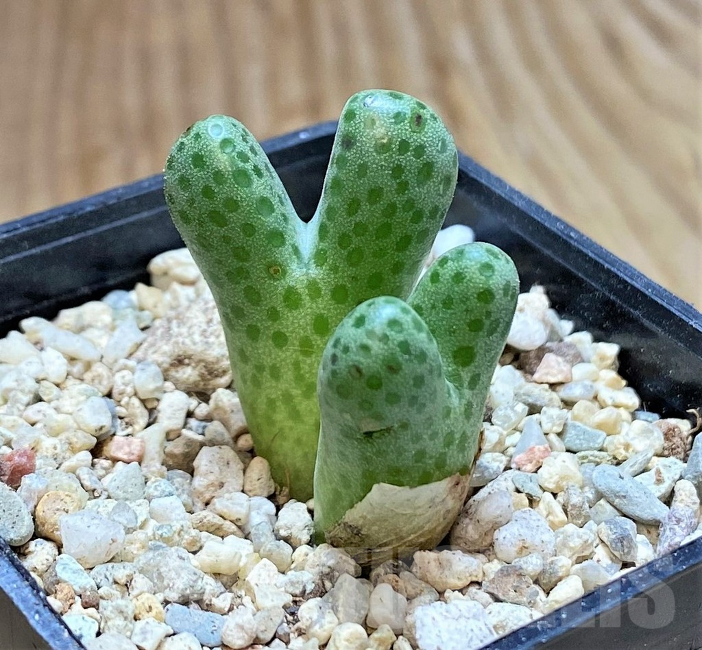 SHPR38239 Conophytum haramoepense ARM9550 - Obrázek 2