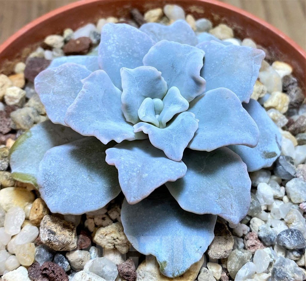 SHPR38206 Echeveria ‘Crispate Beauty’ - Imagen 2