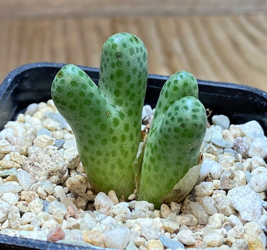 SHPR38239 Conophytum haramoepense ARM9550