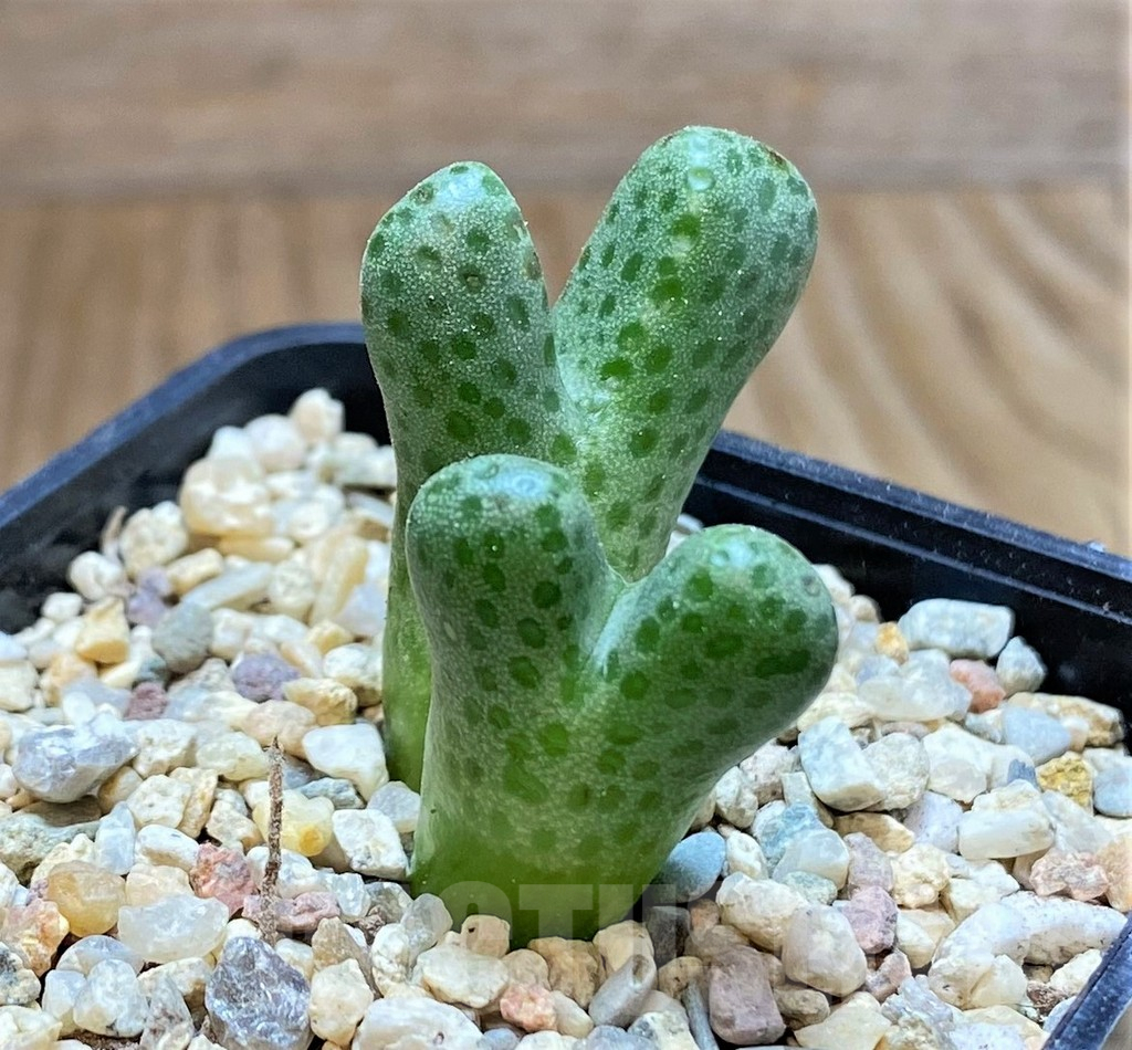 SHPR38240 Conophytum haramoepense ARM9550 - Image 2