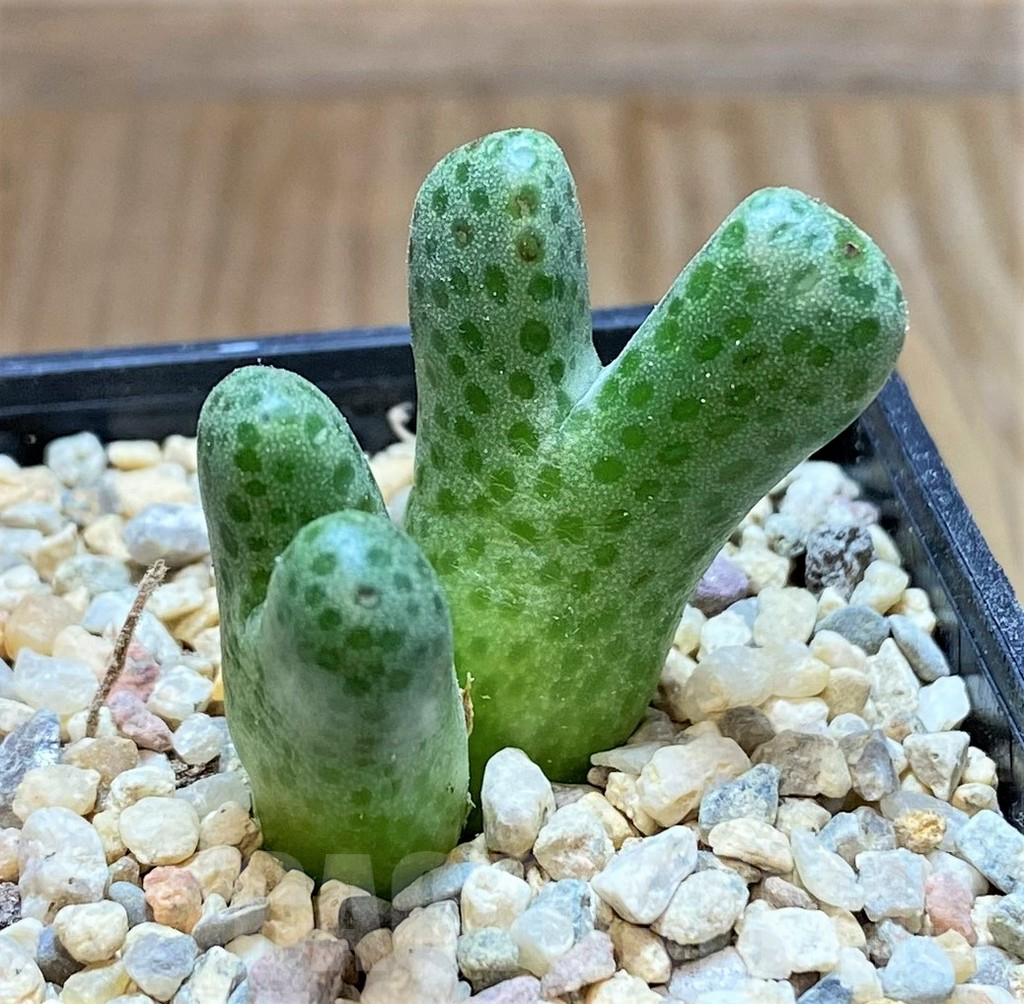 SHPR38240 Conophytum haramoepense ARM9550