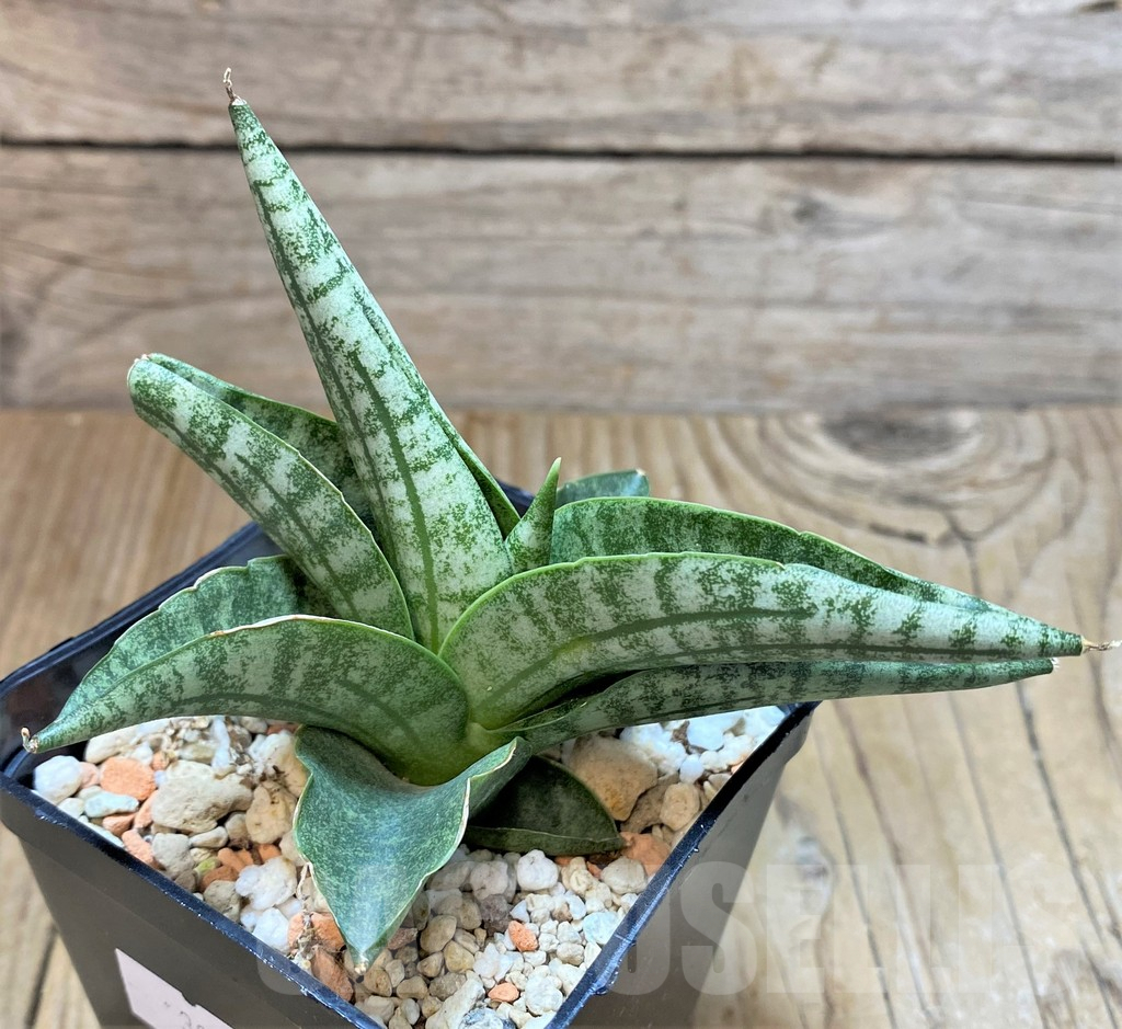 SHPR38243 Sansevieria 'Lady Jasmine' - Image 2