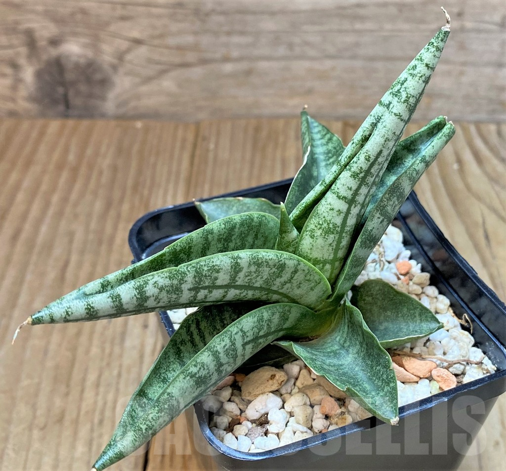 SHPR38243 Sansevieria 'Lady Jasmine'