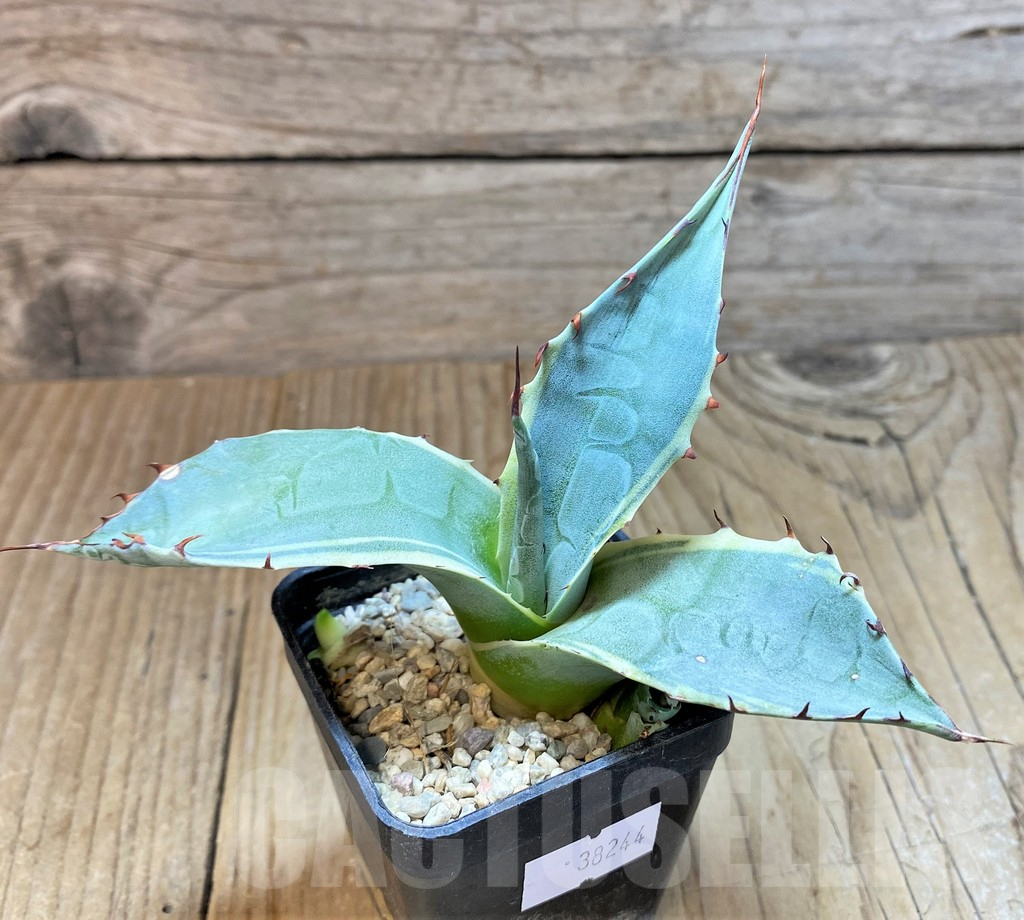 SHPR38244 Agave parrasana v. marginata f. variegata - Image 2