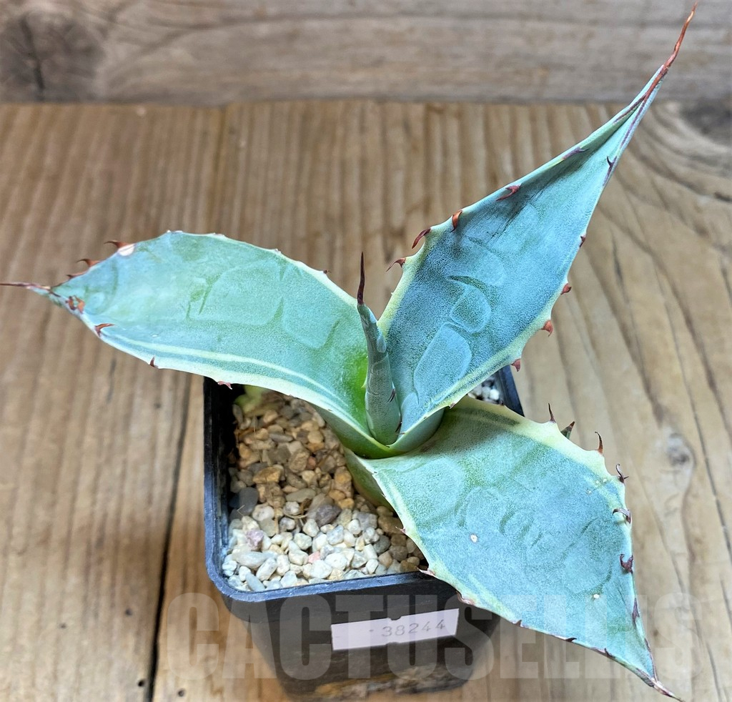 SHPR38244 Agave parrasana v. marginata f. variegata