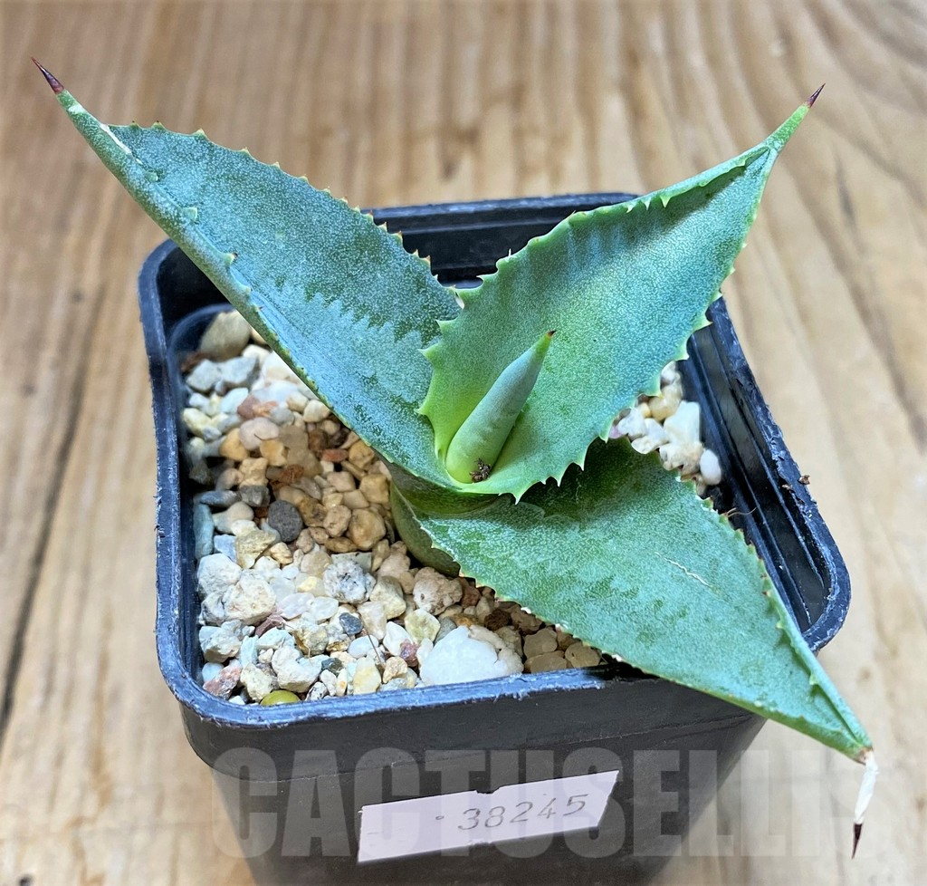 SHPR38245 Agave gypsophila ‘Curly’