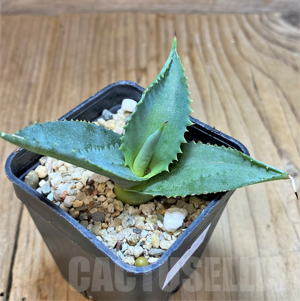 SHPR38245 Agave gypsophila ‘Curly’ - Image 2