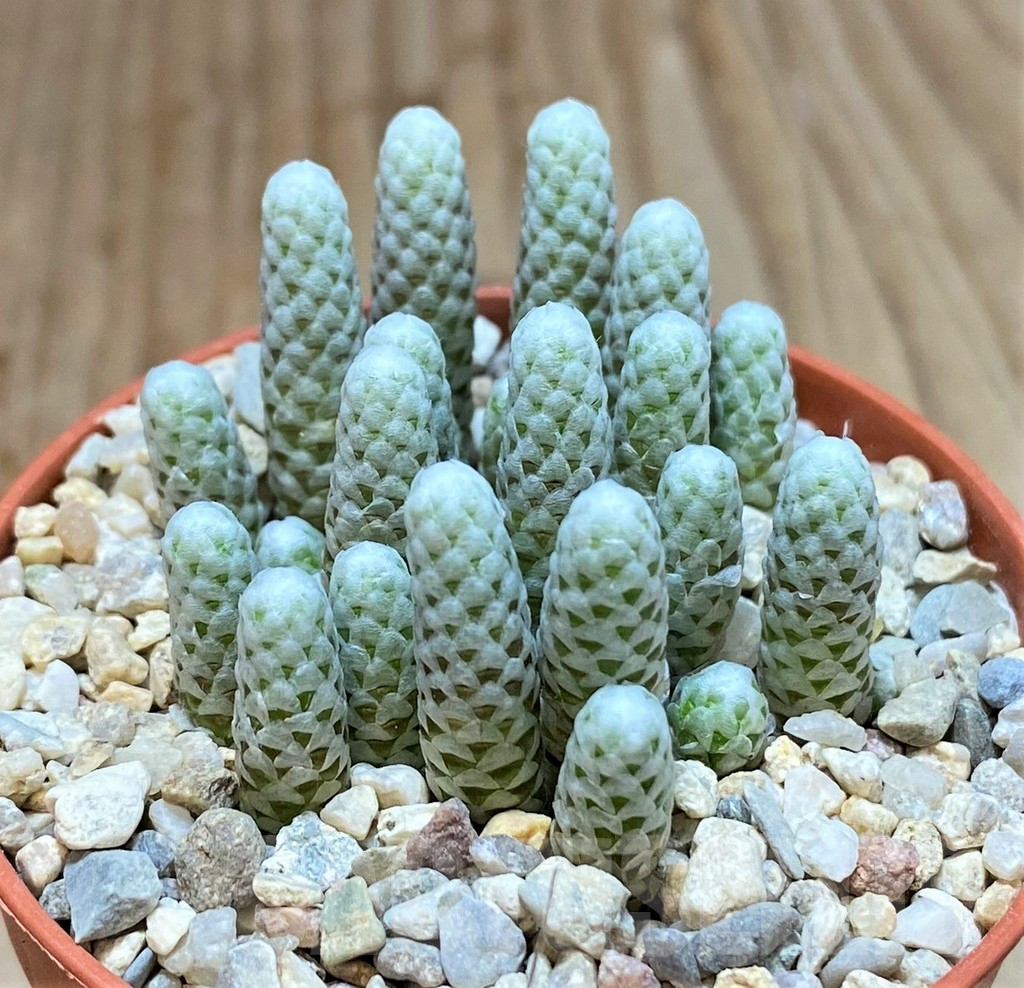 SHPR38246 Avonia papyracea