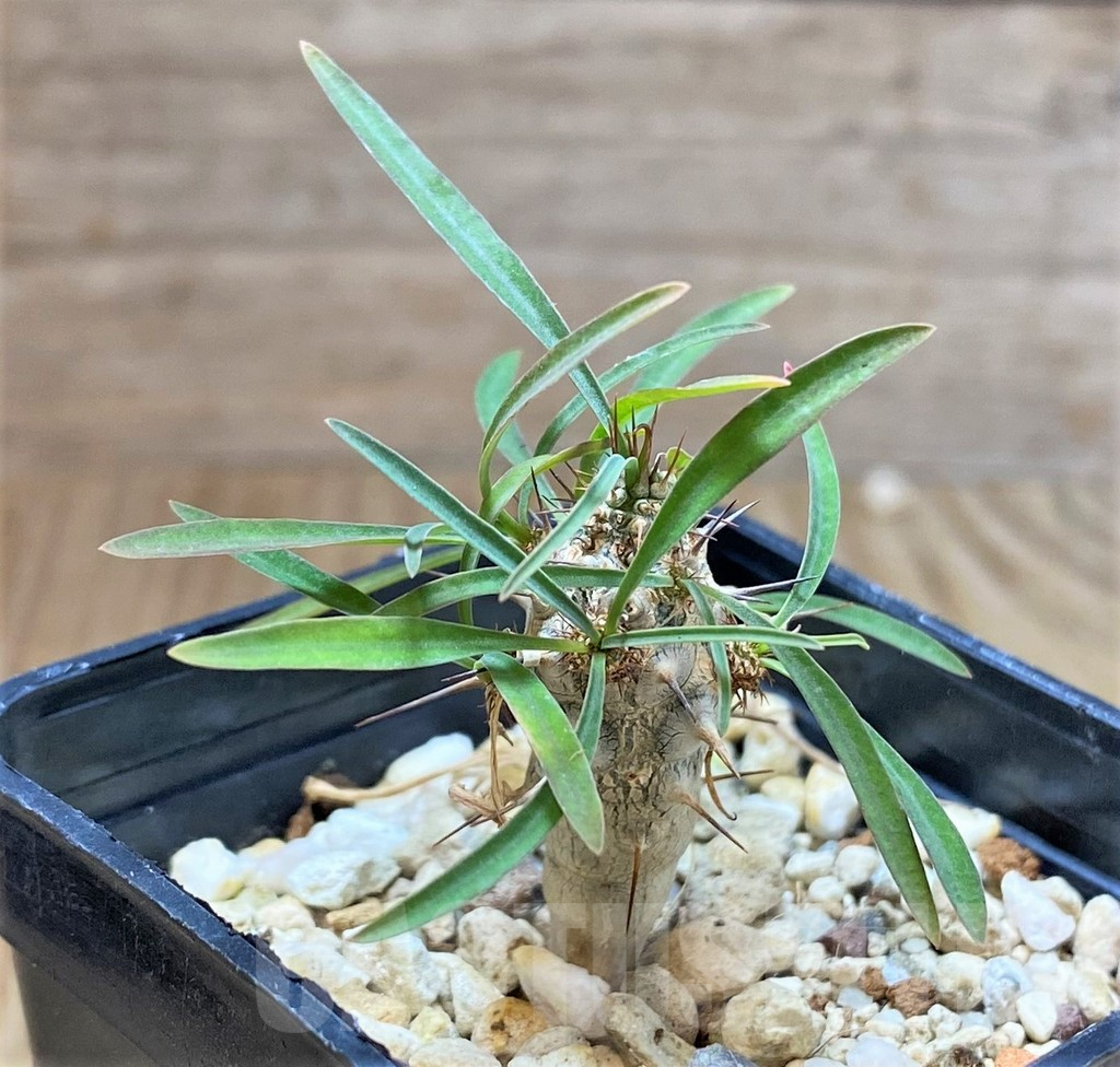 SHPR38250 Euphorbia gottlebei - Image 2