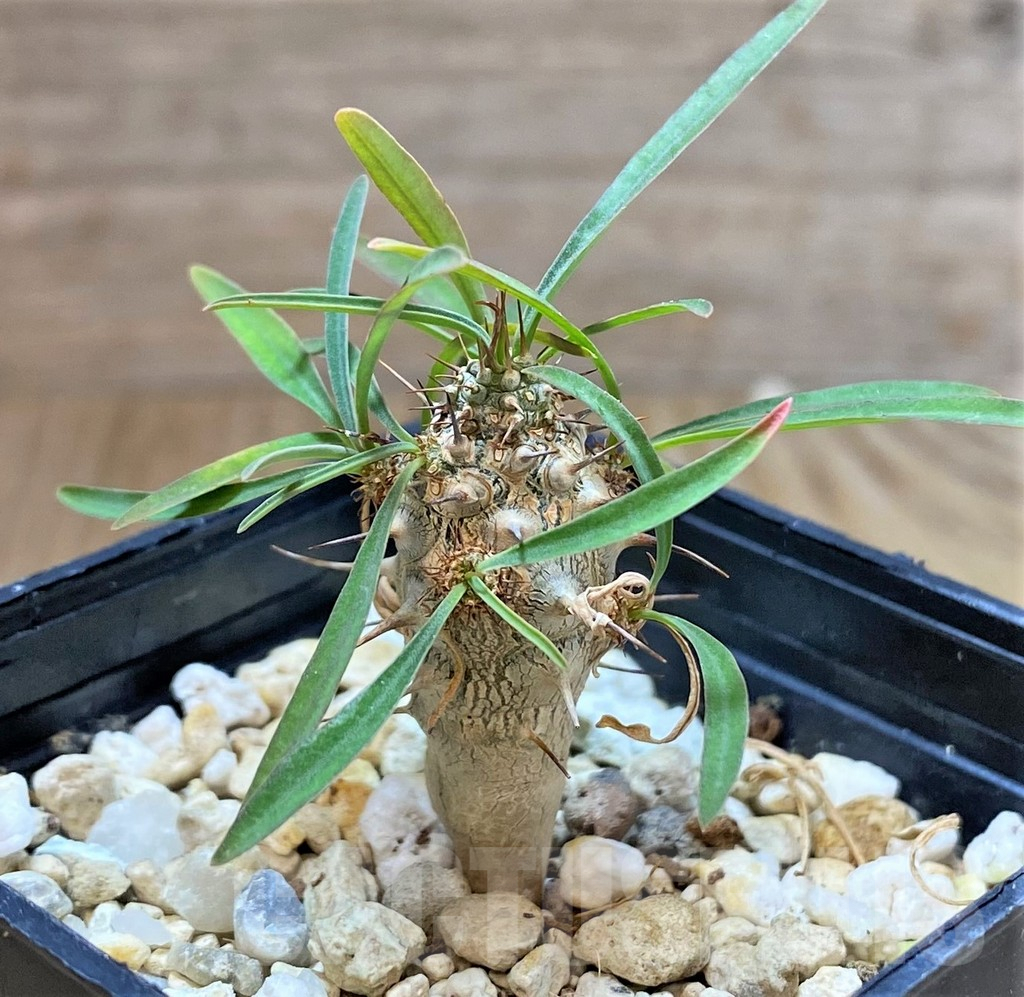 SHPR38250 Euphorbia gottlebei