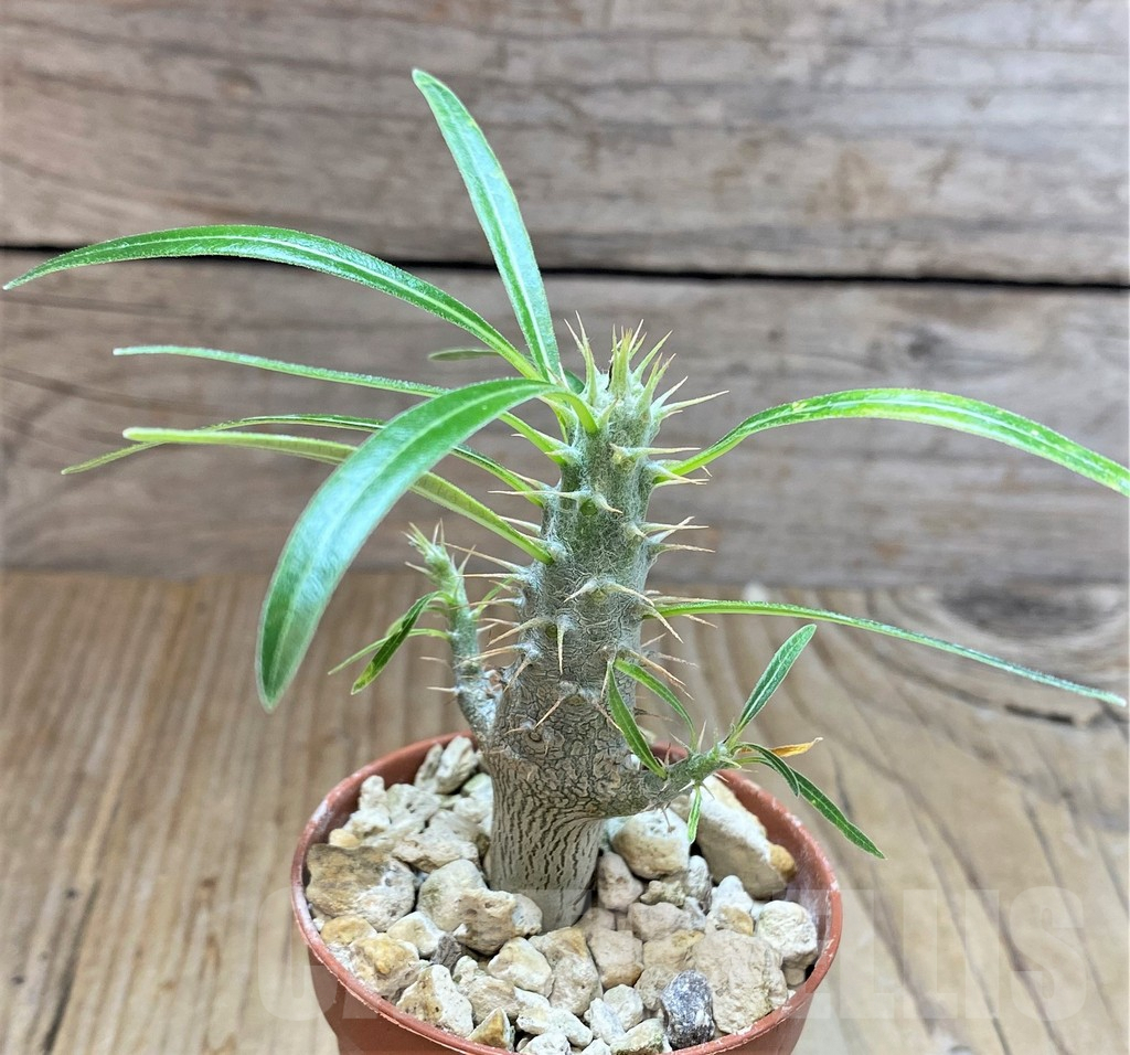 SHPR38251 Pachypodium rosulatum v. gracilius - immagine 2