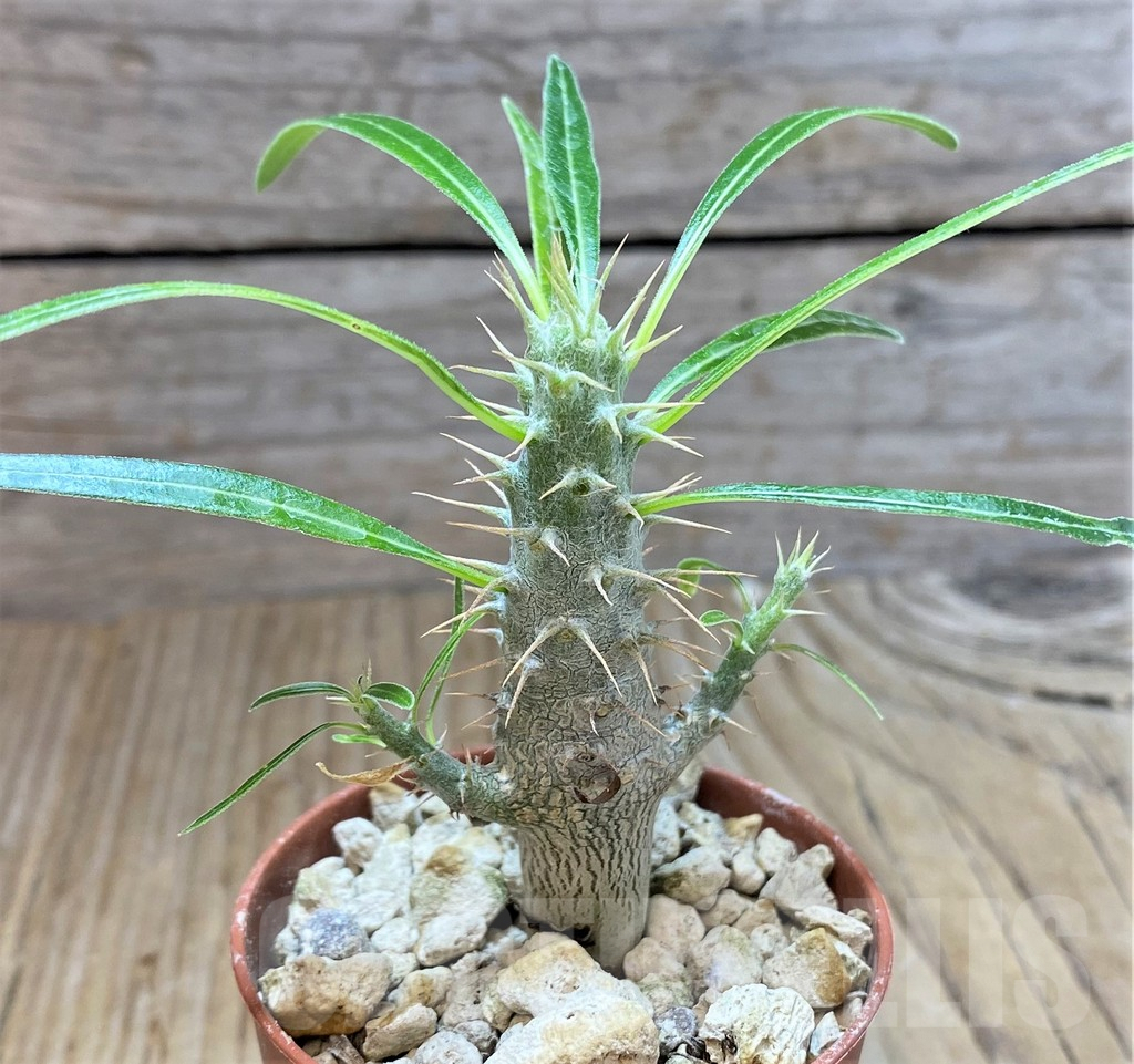 SHPR38251 Pachypodium rosulatum v. gracilius