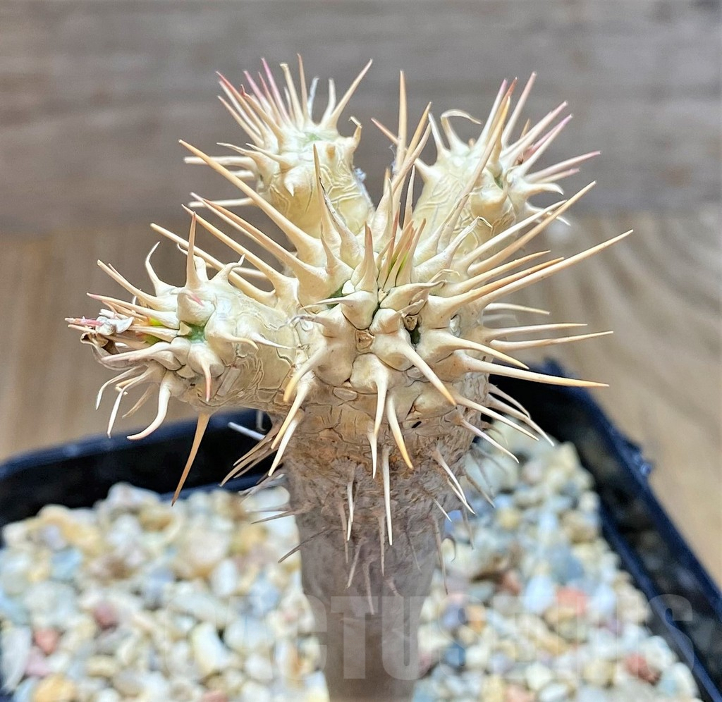 SHPR38252 Euphorbia guillauminiana