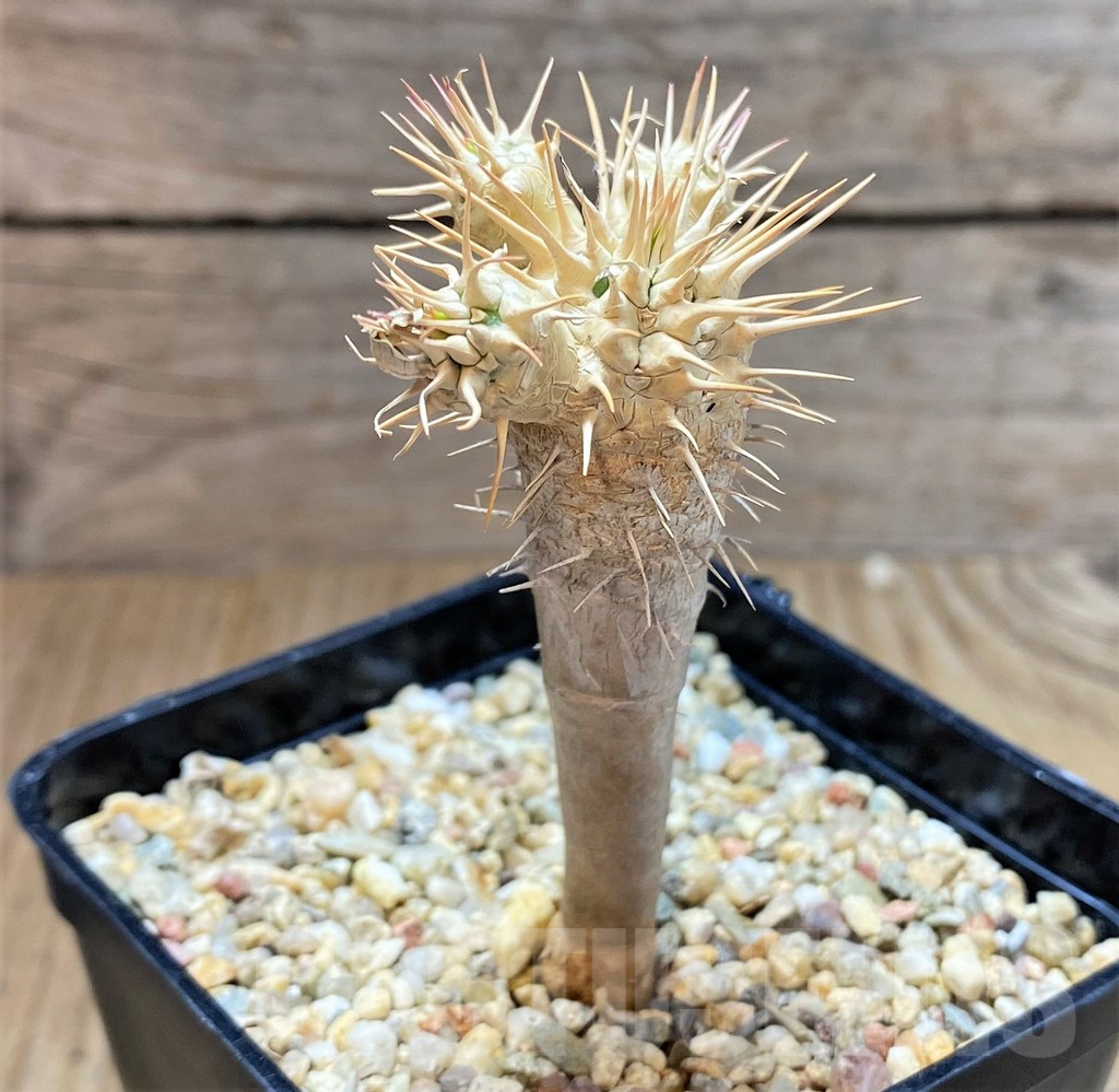 SHPR38252 Euphorbia guillauminiana - Image 2