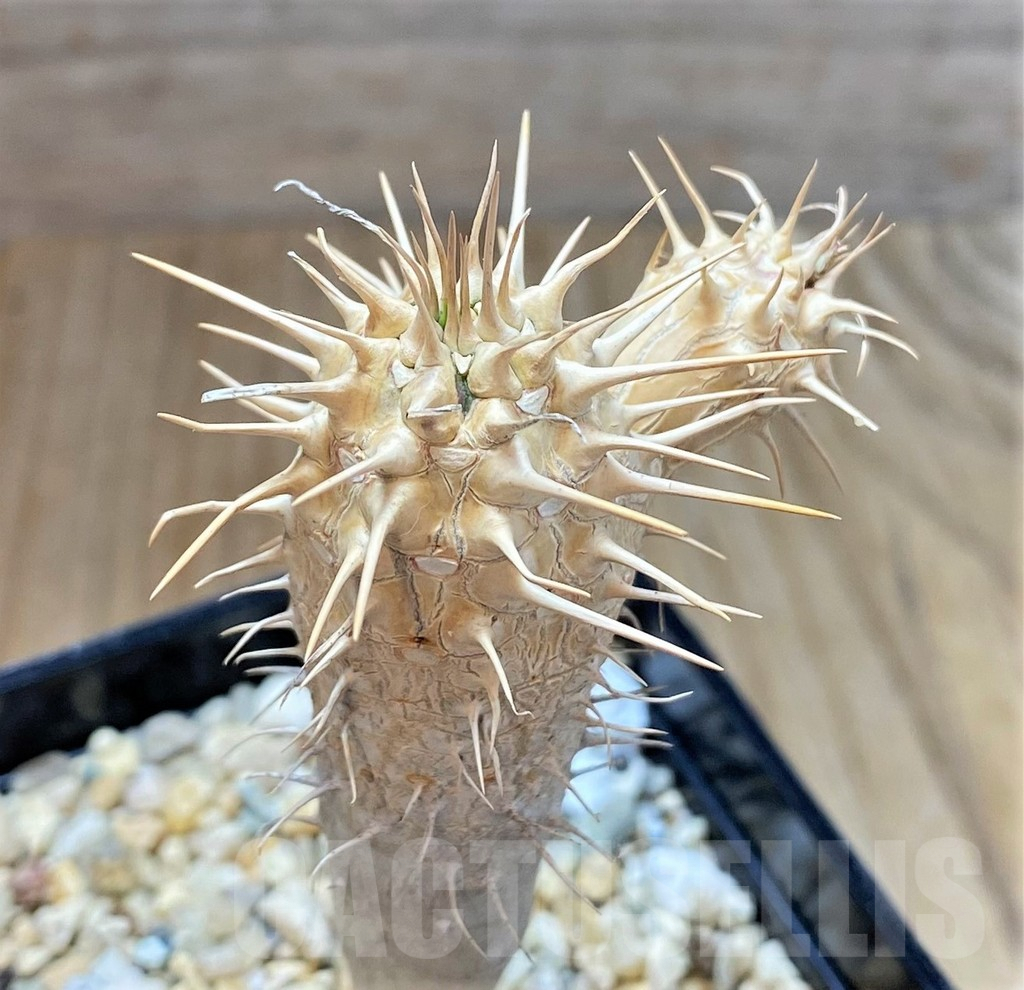 SHPR38253 Euphorbia guillauminiana