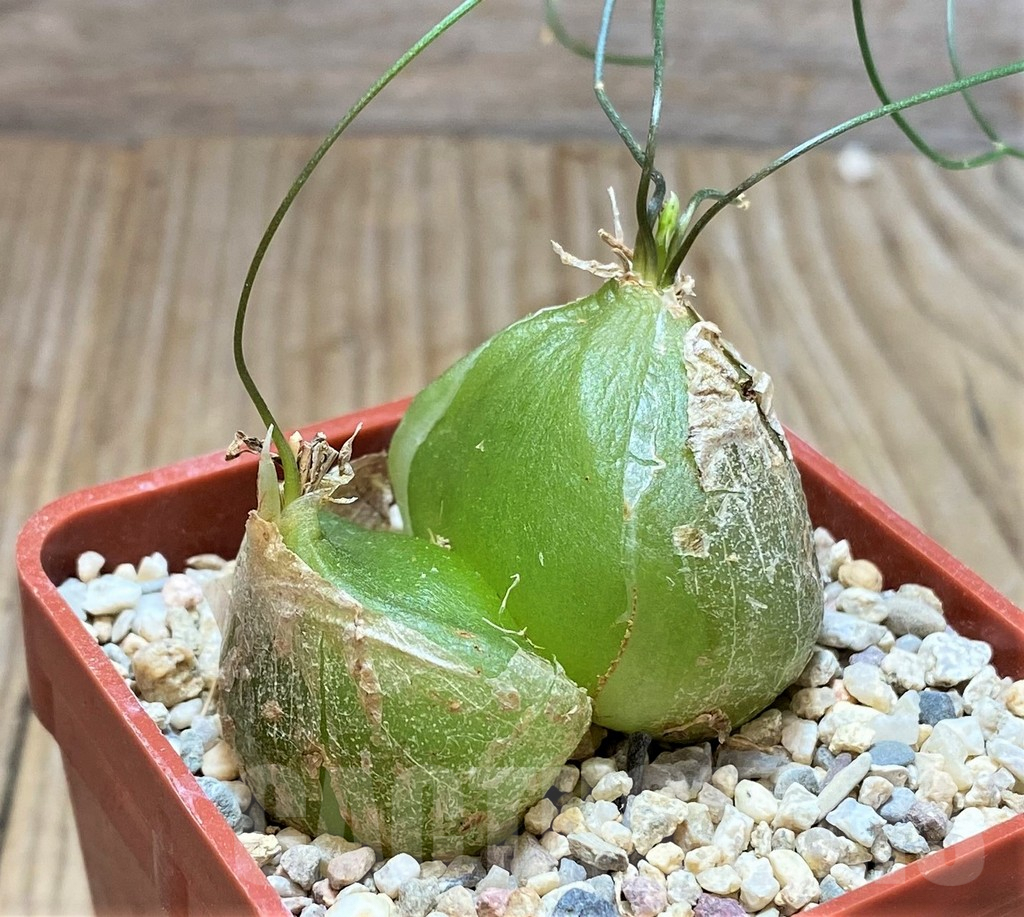 SHPR38256 Schizobasis intricata