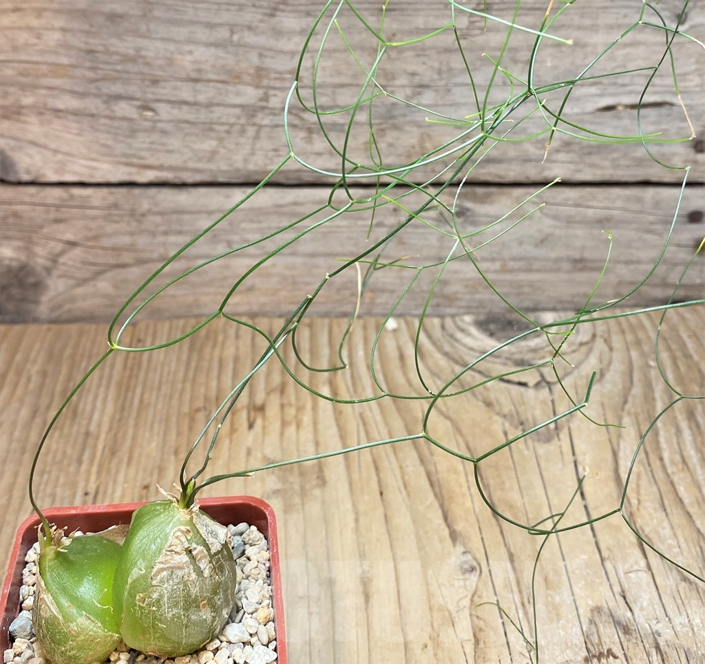 SHPR38256 Schizobasis intricata - Зображення 2