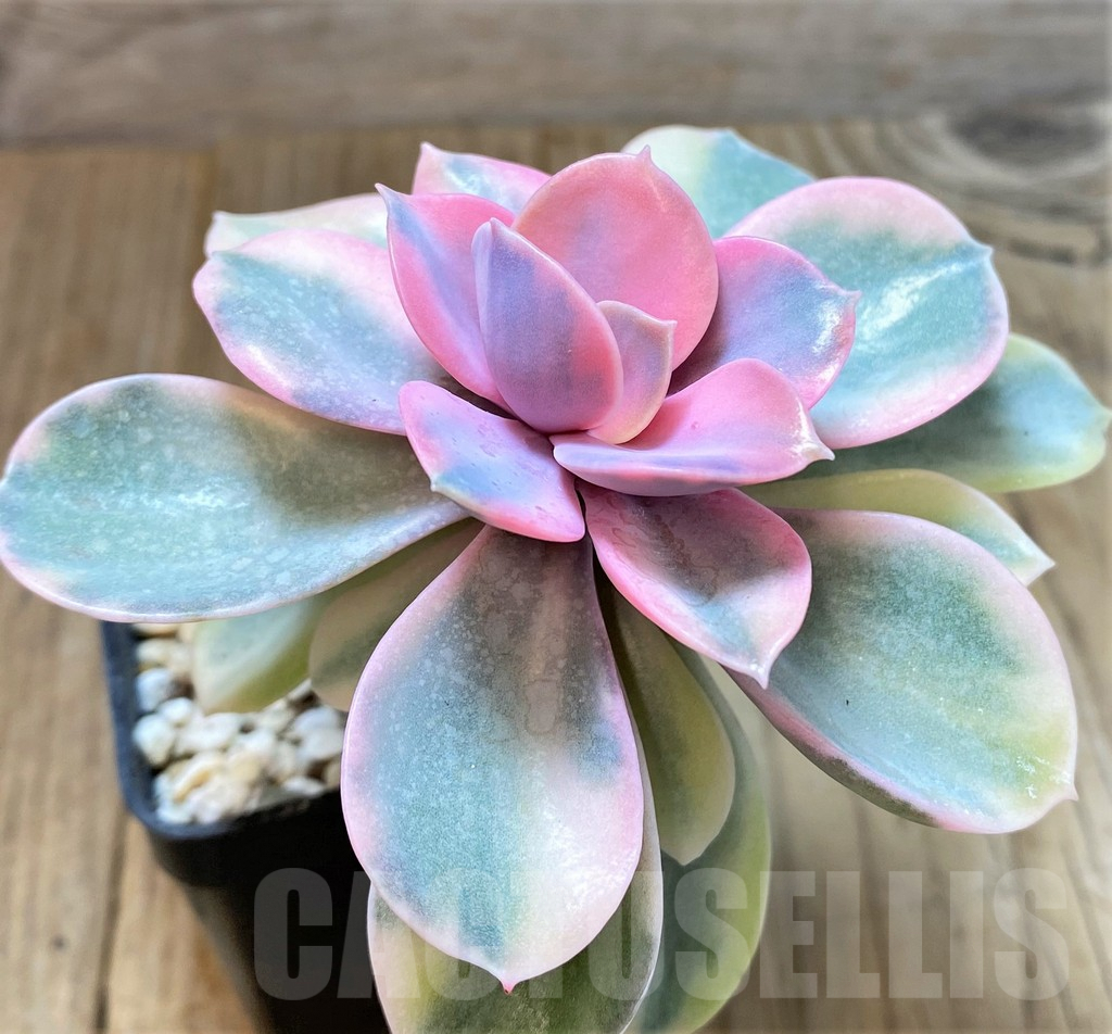 SHPR38208 Echeveria 'Rainbow' - Image 2