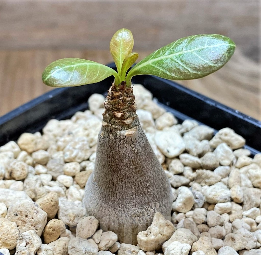 SHPR38257 Adenium socotranum