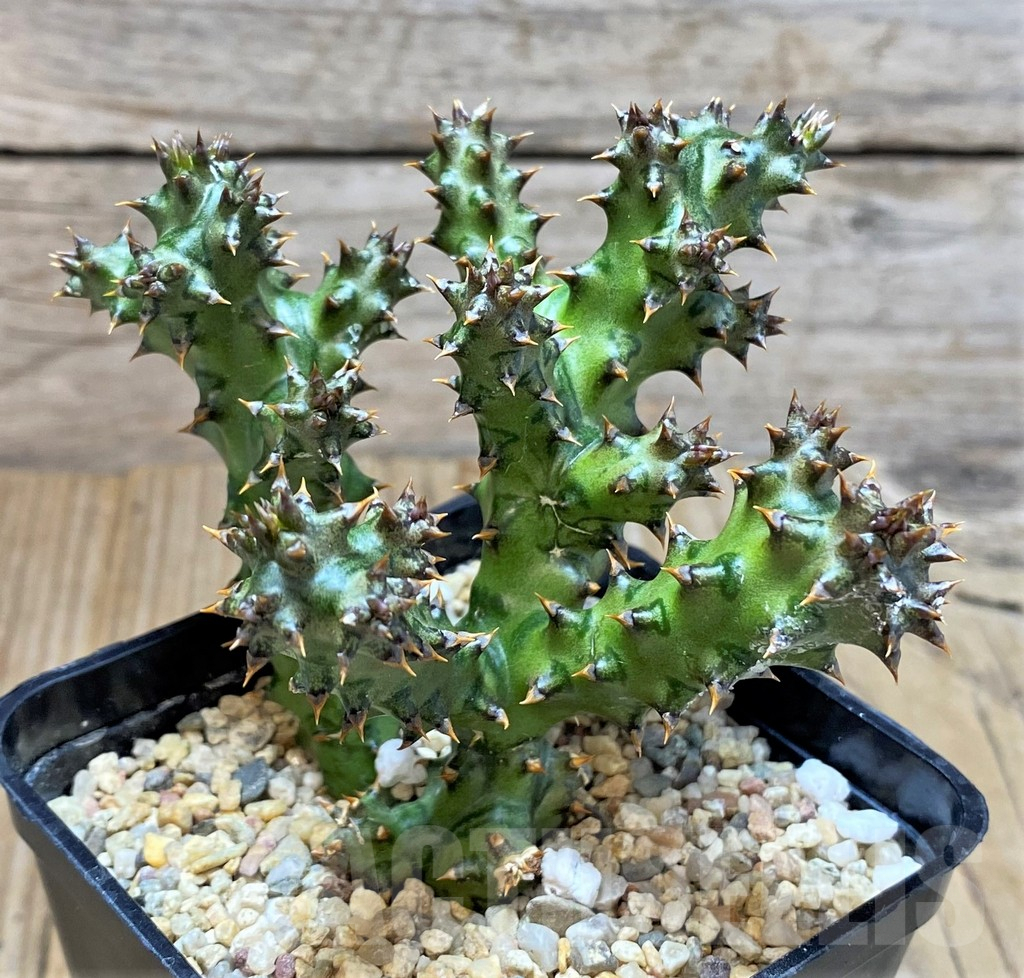 SHPR38258 Edithcolea grandis