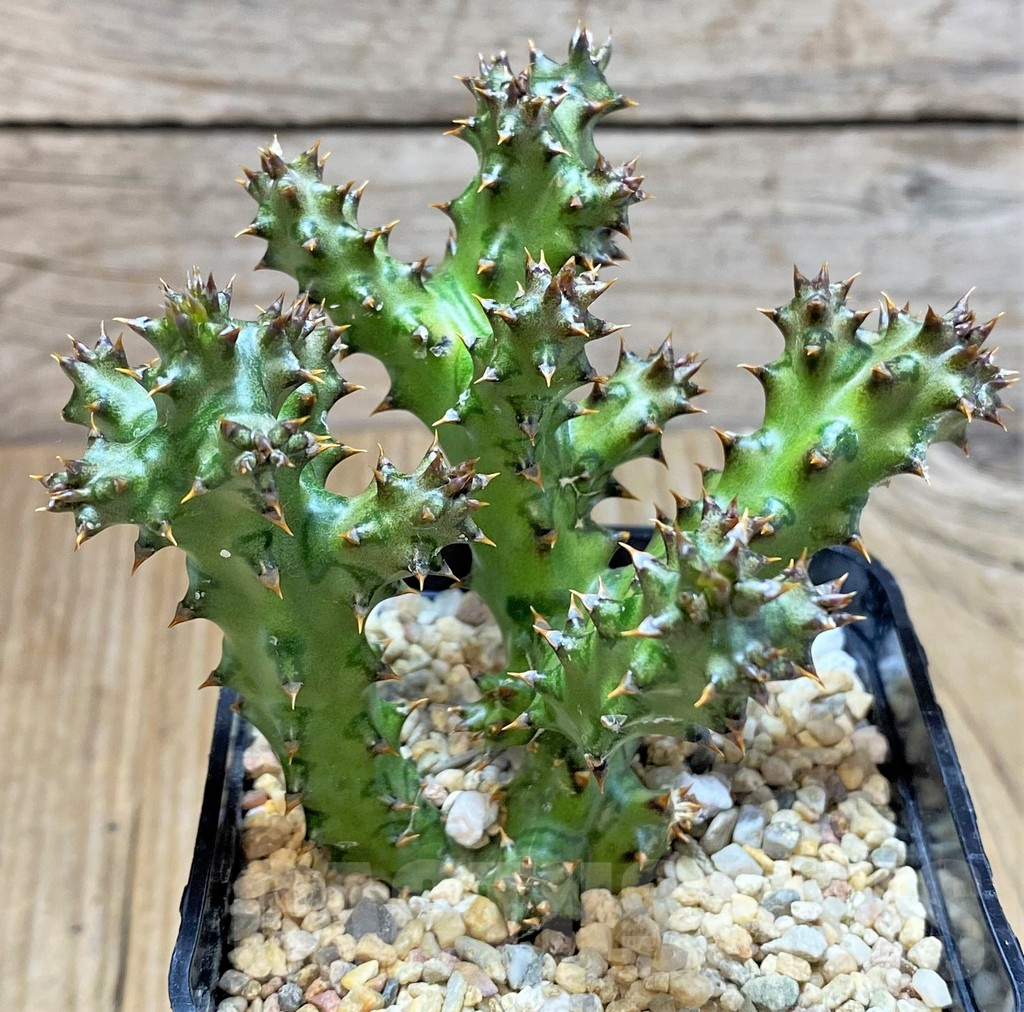 SHPR38258 Edithcolea grandis – Image 2