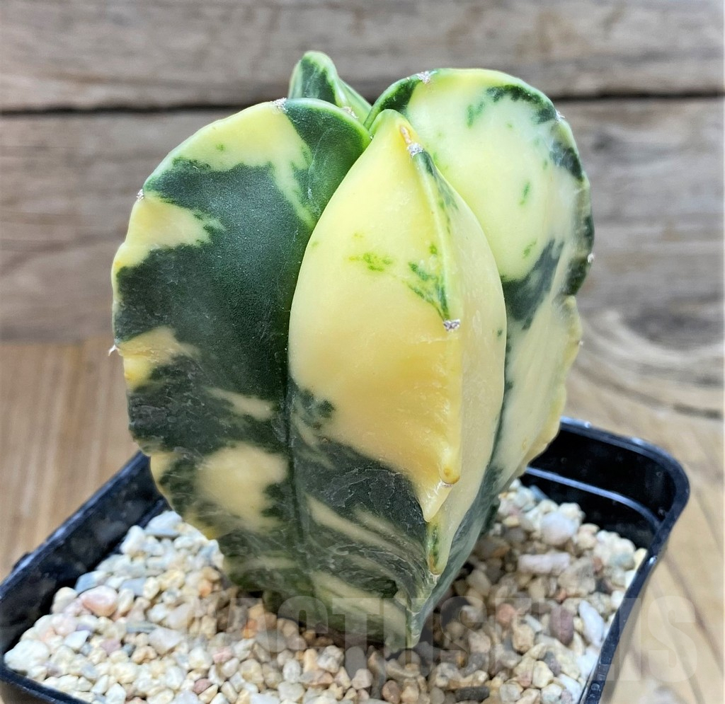 SHPR38259 Astrophytum myriostigma – Image 2