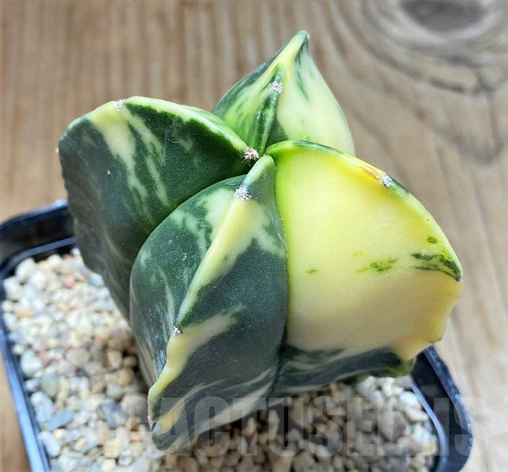 SHPR38259 Astrophytum myriostigma