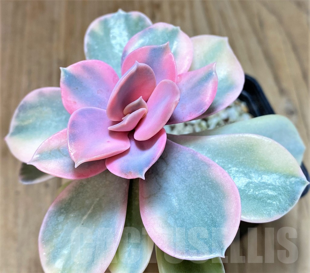 SHPR38208 Echeveria 'Rainbow'