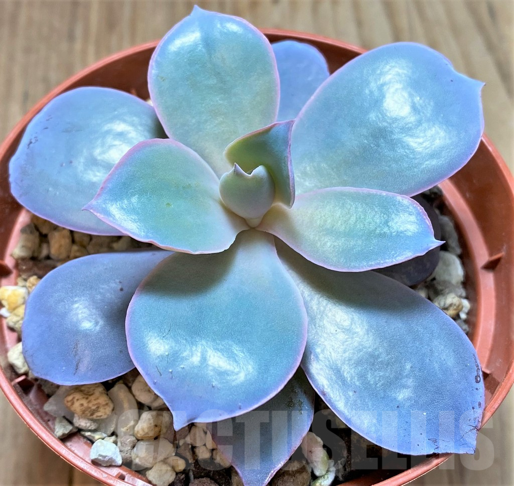 SHPR38203 Echeveria 'Afterglow' - 画像 (2)