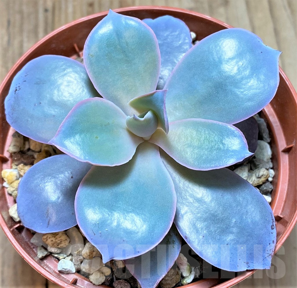 SHPR38203 Echeveria 'Afterglow'