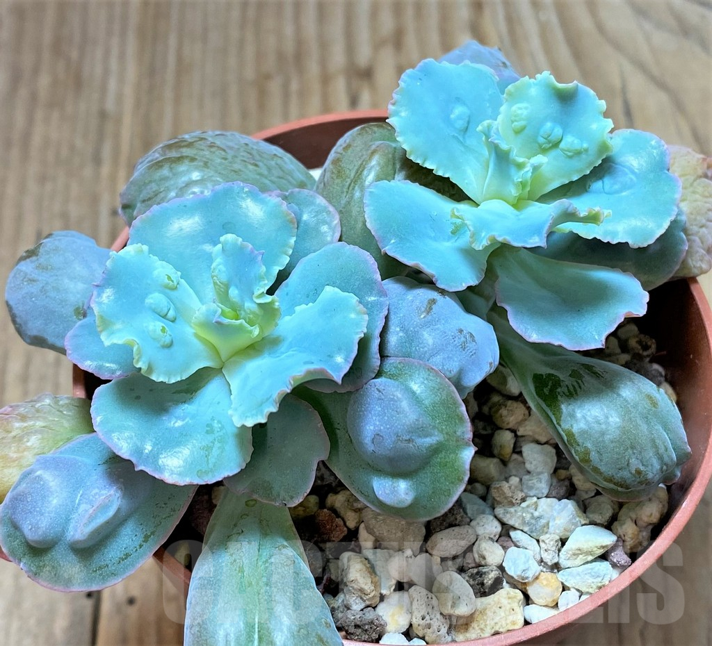 SHPR38204 Echeveria 'Etna' - 画像 (2)