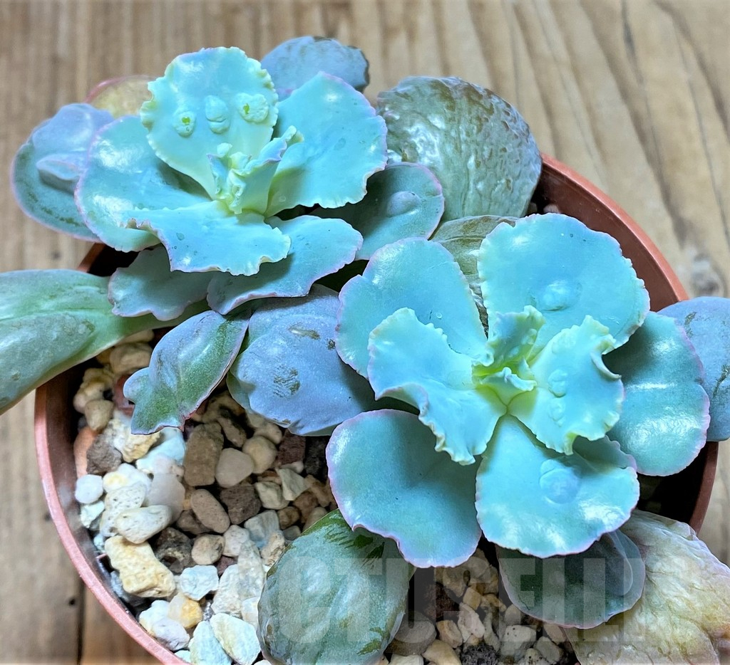 SHPR38204 Echeveria 'Etna'