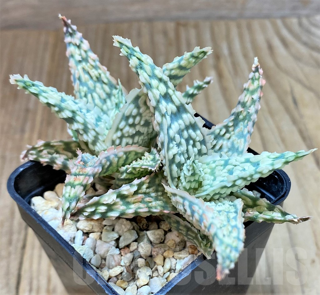 SHPR38221 Aloe TCT hybrid