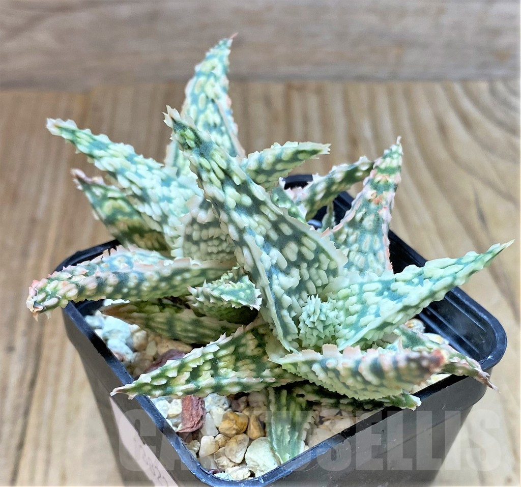 SHPR38221 Aloe TCT hybrid - Image 2