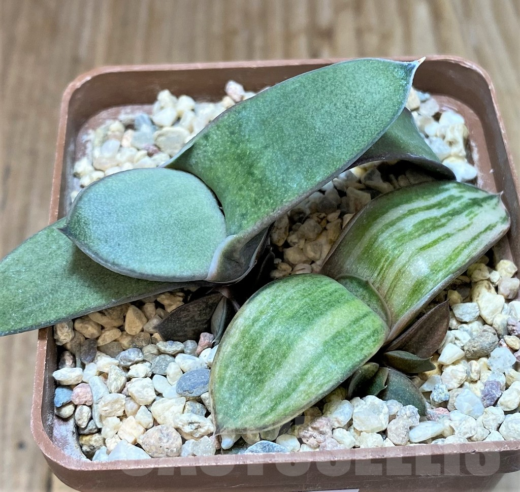 SHPR38224 Gasteria hybrid f. variegata, seedling