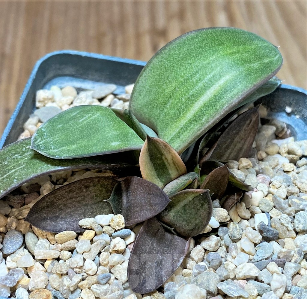 SHPR38225 Gasteria hybrid f. variegata, seedling