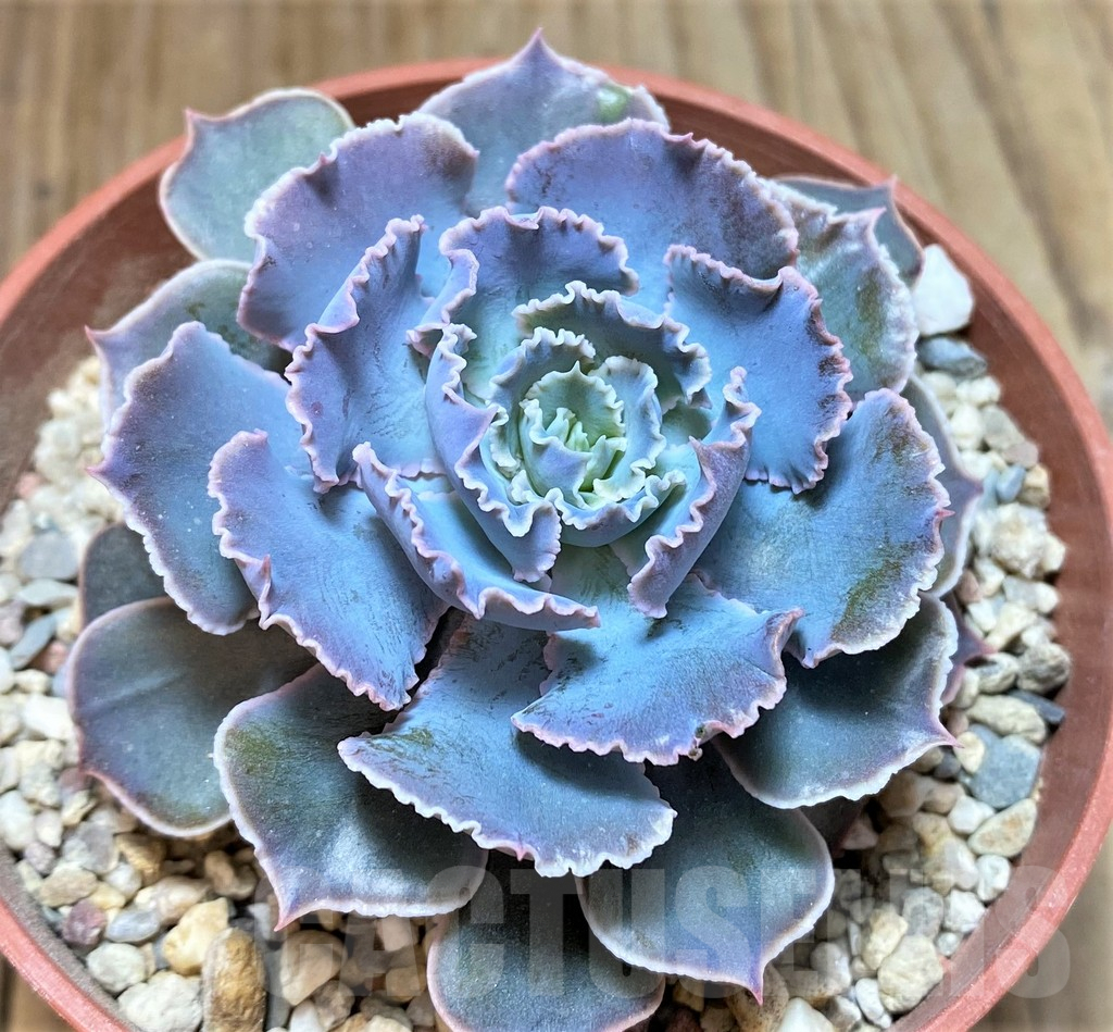 SHPR38205 Echeveria shaviana - 画像 (2)