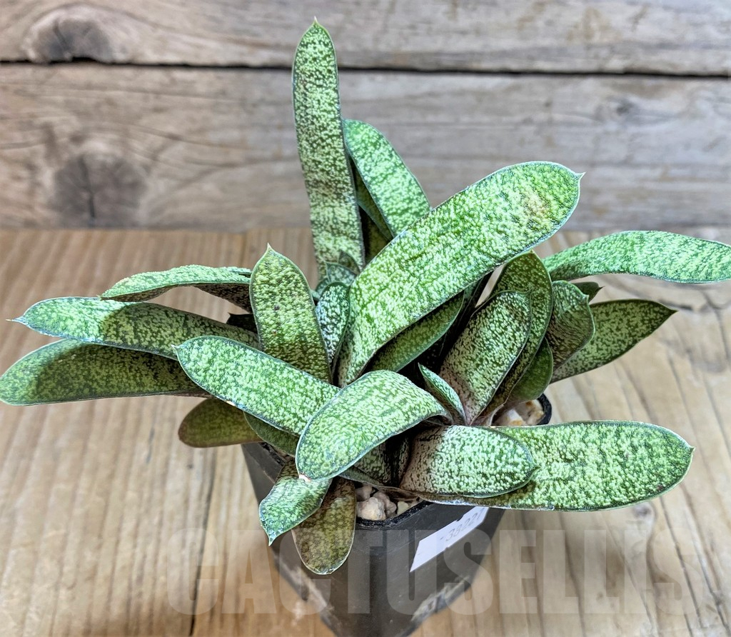 SHPR38227 Gasteria batesiana ex variegata - Зображення 2