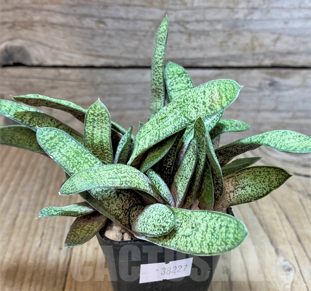 SHPR38227 Gasteria batesiana ex variegata