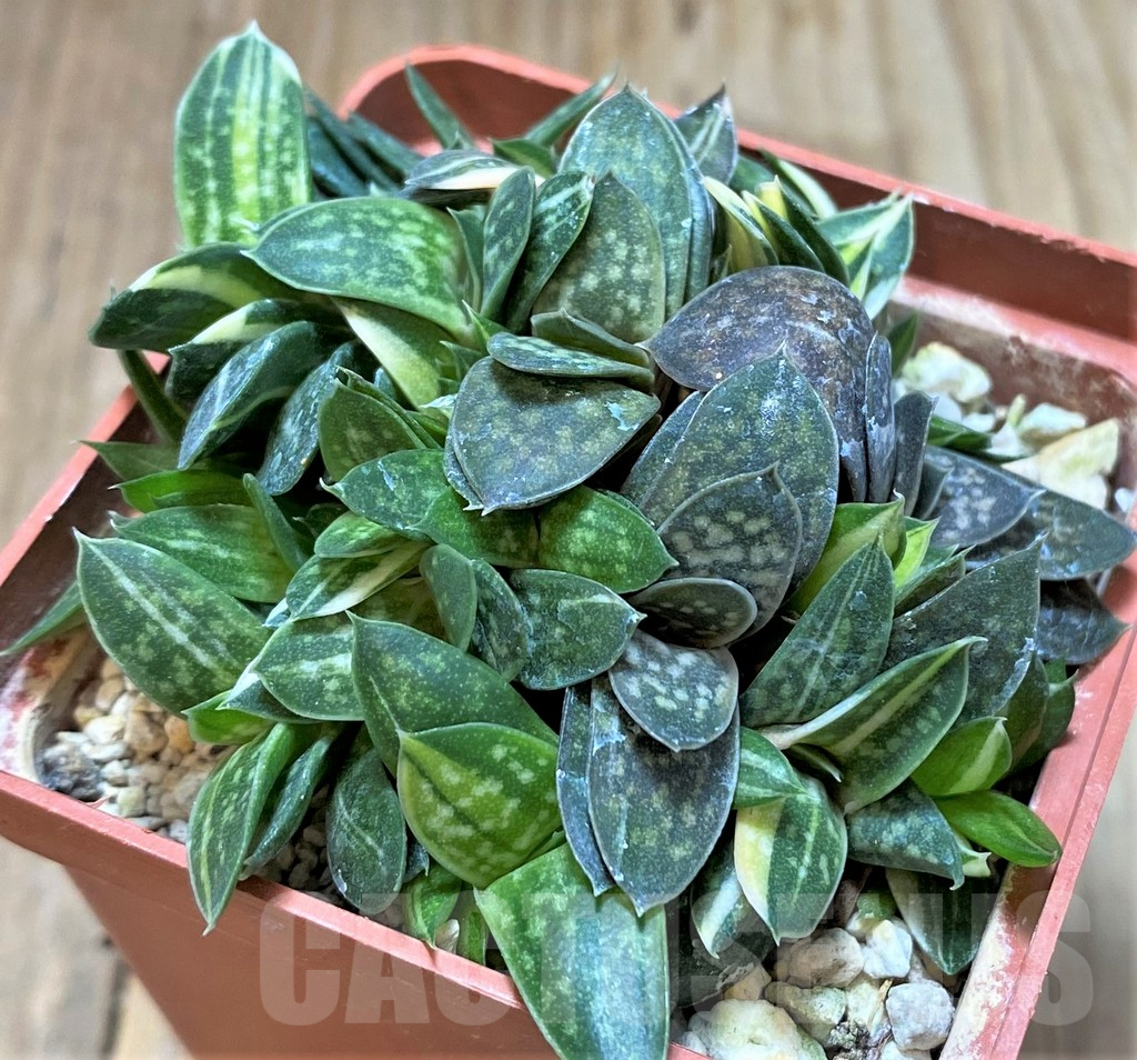 SHPR38228 Gasteria minima f. variegata - Image 2