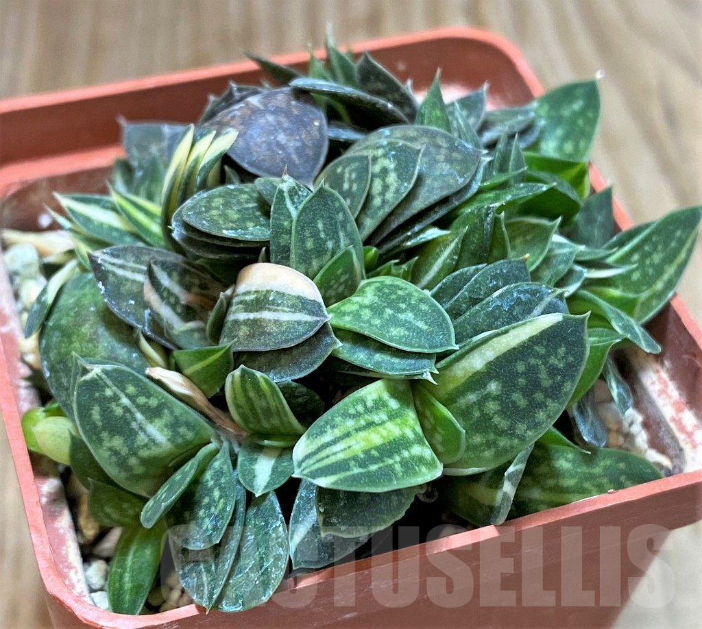 SHPR38228 Gasteria minima f. variegata