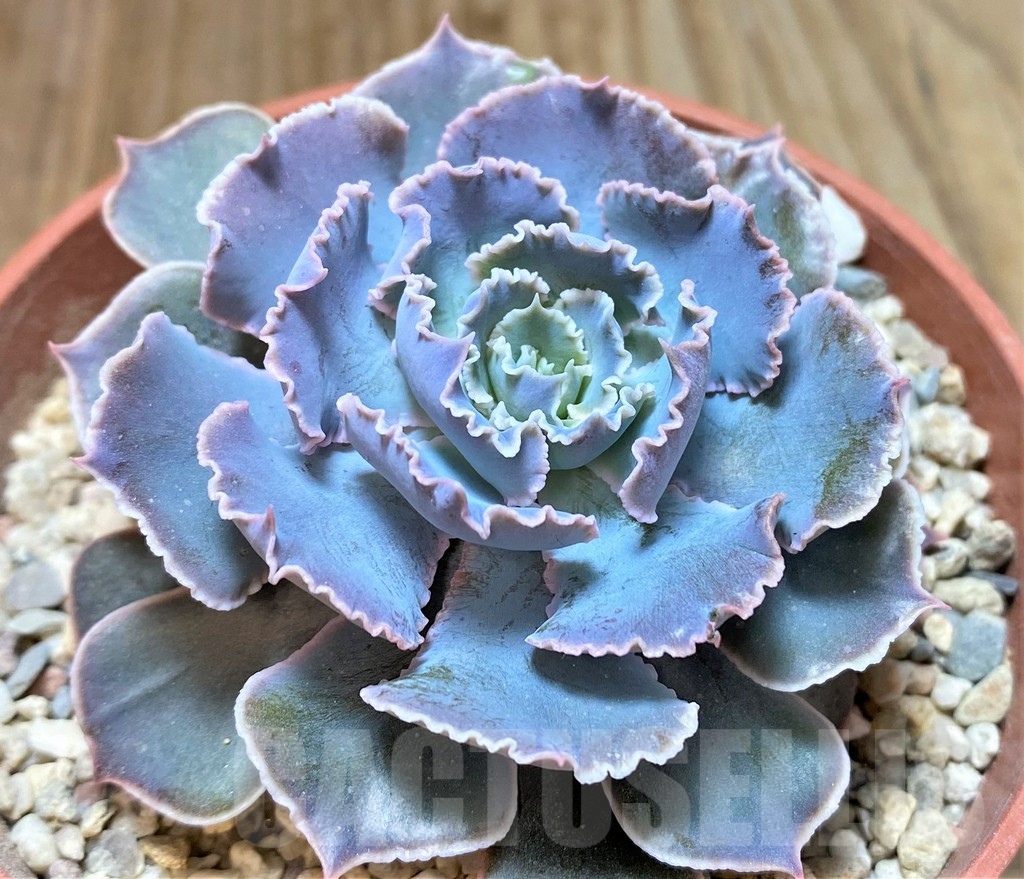 SHPR38205 Echeveria shaviana