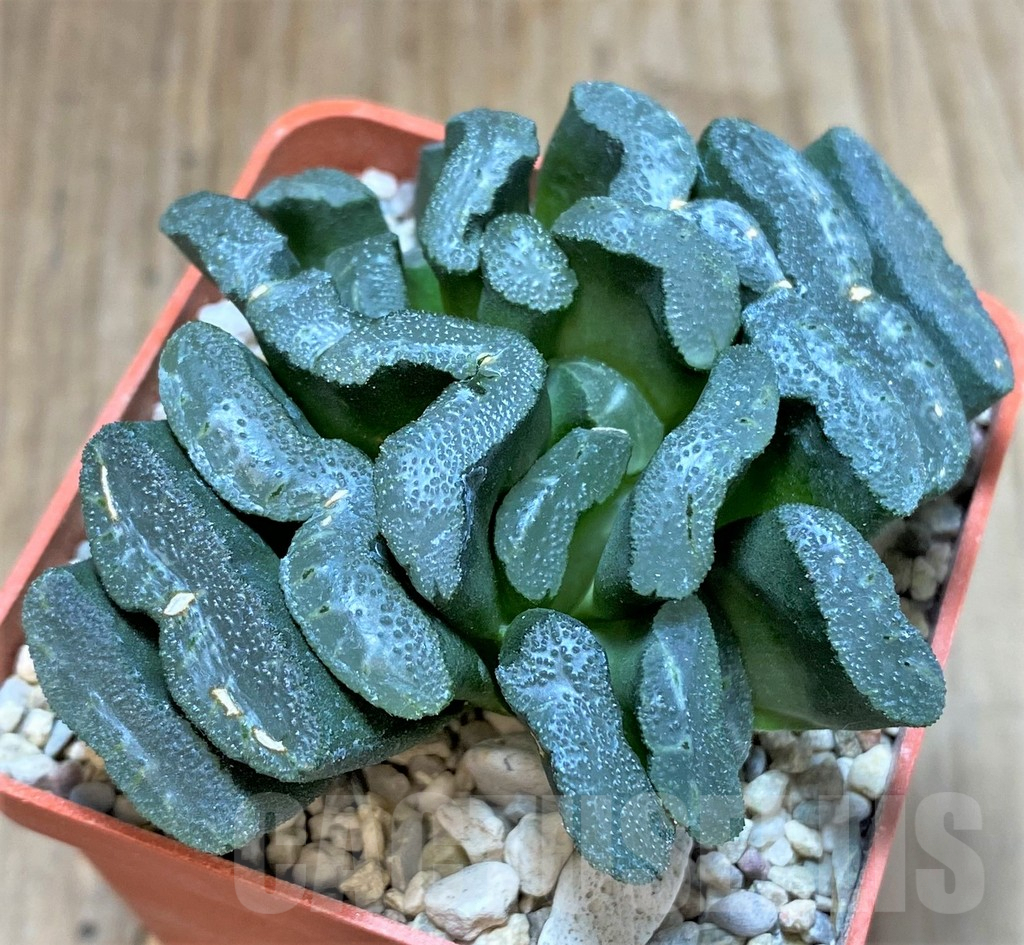 SHPR38230 Haworthia truncata hybrid -Japan- - immagine 2