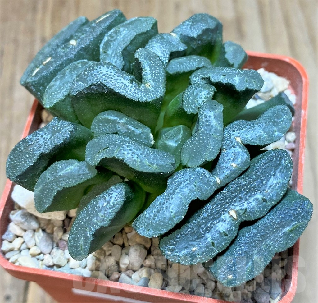 SHPR38230 Haworthia truncata hybrid -Japan-